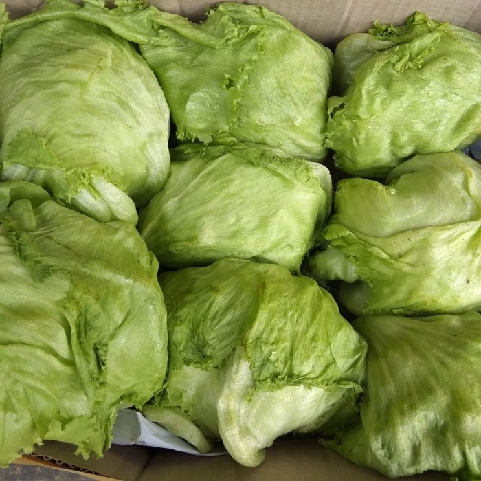 

Jual Sayur Lektus ( Lettuce Head ) Diskon