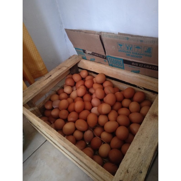 

telur murah