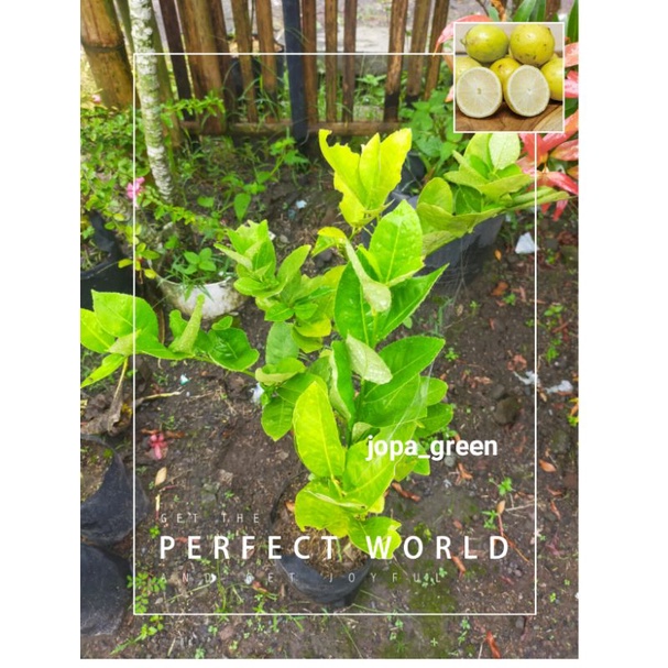 Bibit Tanaman Buah Jeruk Lemon/Tanaman jeruk lemontea/lemon lokal
