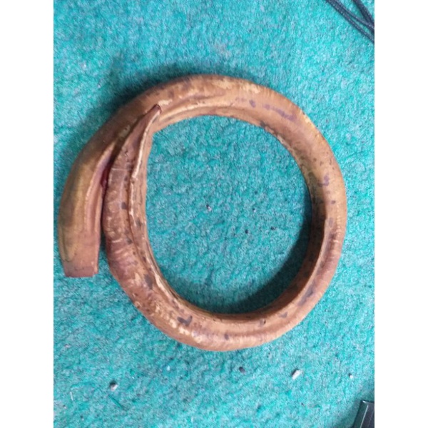 KALUNG TARING BABI MELINGKAR TUA