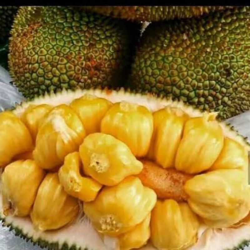 Promo Bibit cempedak unggul