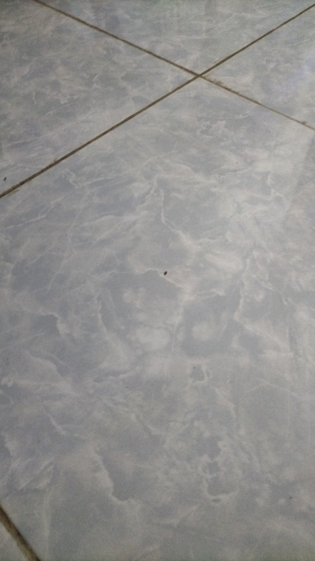 Toples Sekat Cantik Toples Bunga Spring Candy Tray Set Fish Star