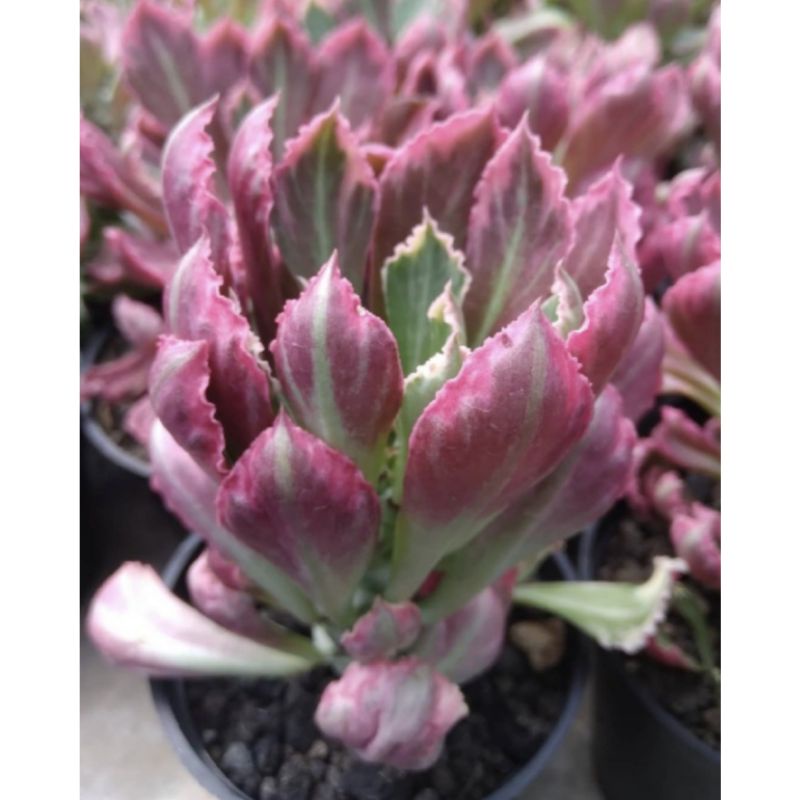 Euphorbia Monadenium Stapelioides Variegated