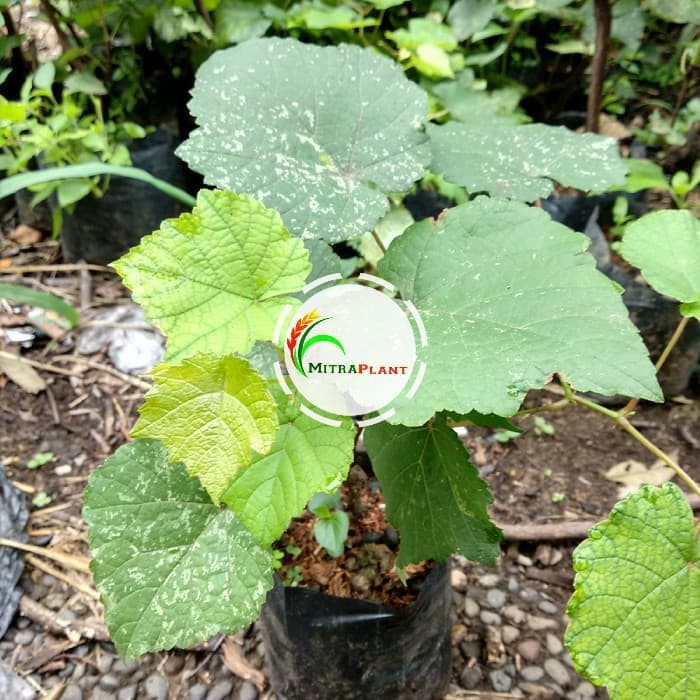 Bibit Anggur Merah Pohon Anggur Merah Bibit Buah Anggur Merah