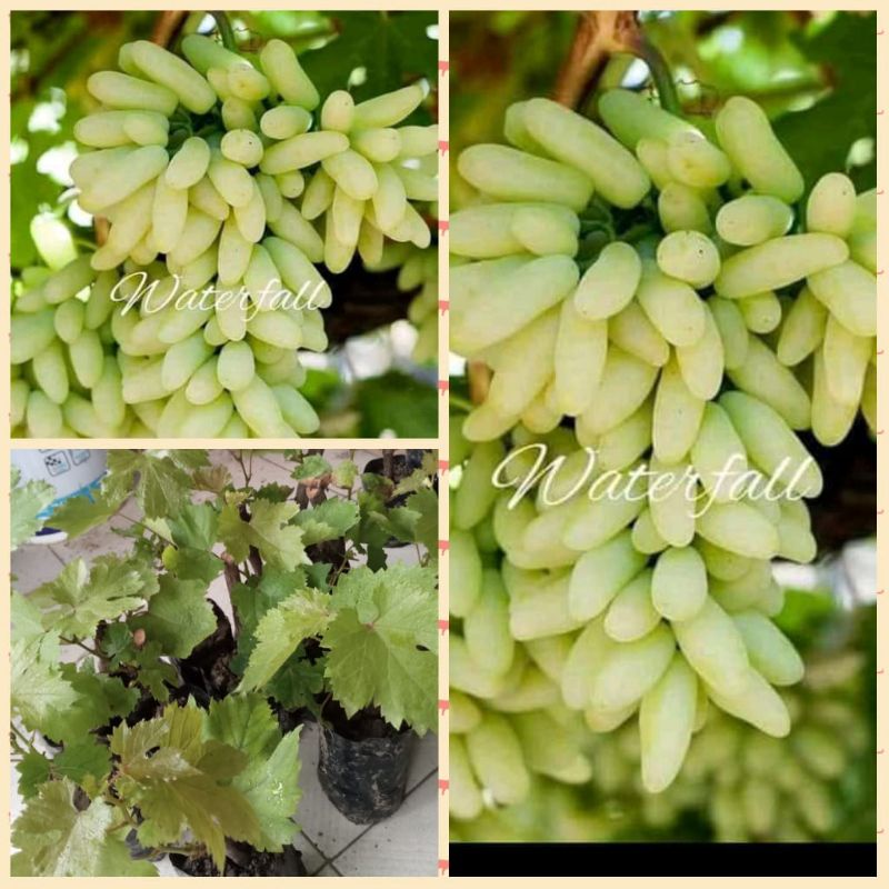 bibit anggur waterfall import stek batang