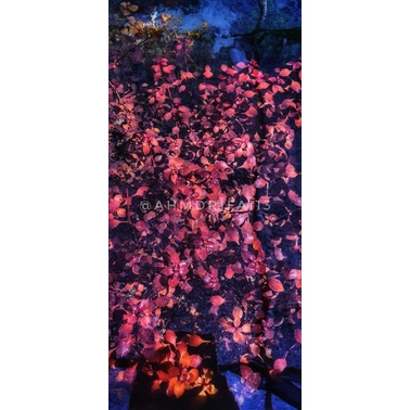 Ludwigia Sp Red Aquascape