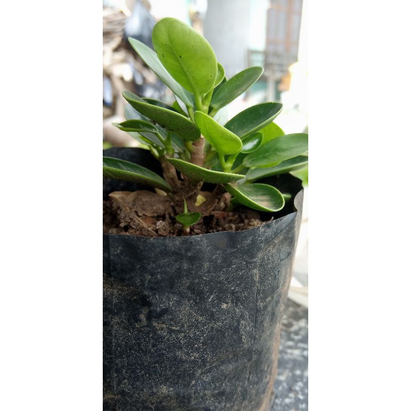 dolar mangkok mikro murah