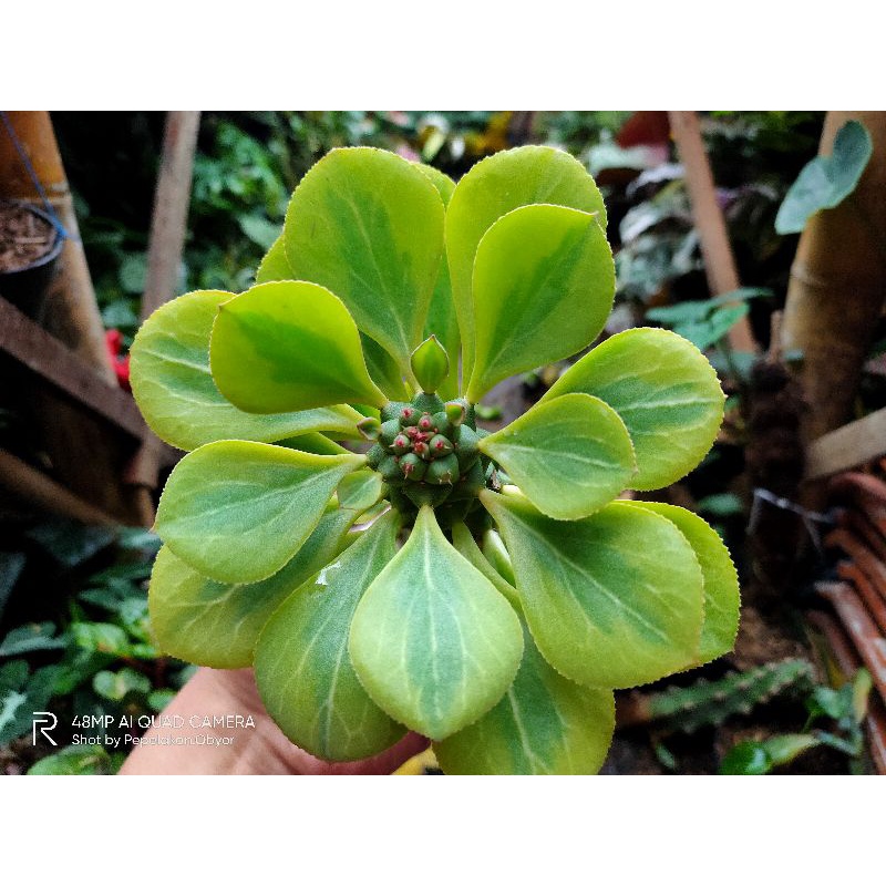 sukulen Monadenium Richei Variegata /Monadenium kuning