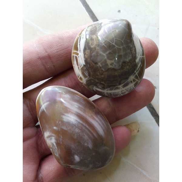 RK fosil kijing bungkem natural alam