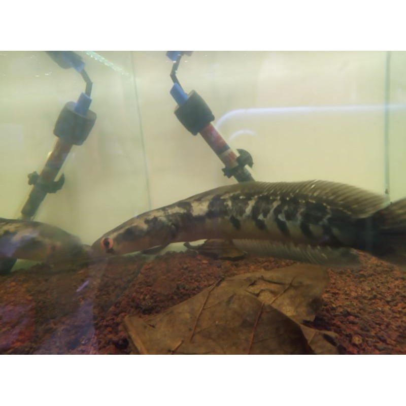 (Hot Promo) Channa Chana Maru Yellow Sentarum YS Gen Red Eye Size 20-25 Cm / Gabus Hias