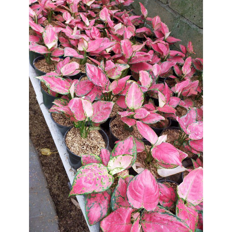 bunga aglonema red anjamani anakan