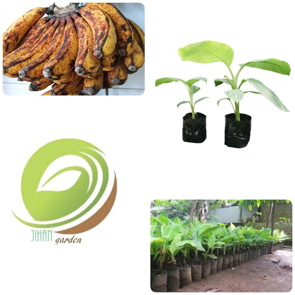 BIBIT TANAMAN PISANG BARANGAN-POHON BUAH PISANG BARANGAN RO*