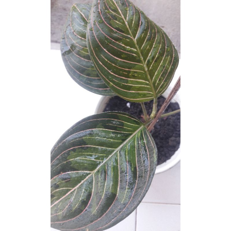 aglonema rotundum ARMY barang langka/seroja ARMY