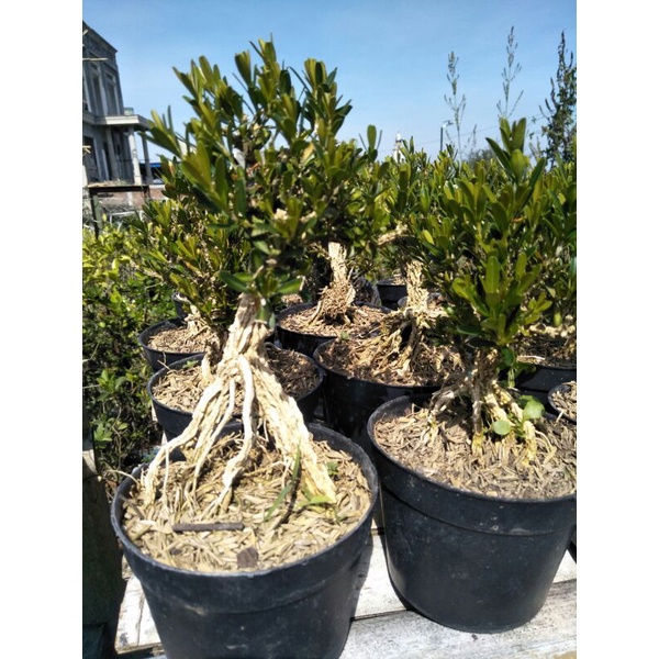 tanaman bonsai mini boxsus  (Buxus sempervirens)  boksus pohon kecil tua cakri kembang