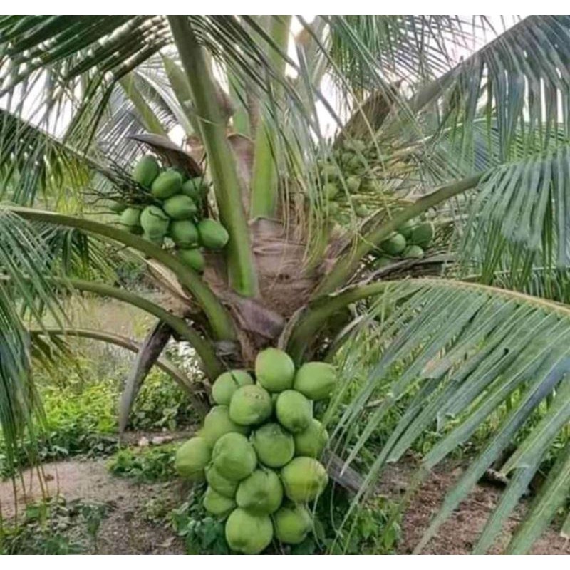 

COD - KELAPA KOPYOR UNGGUL SUKSES TANI