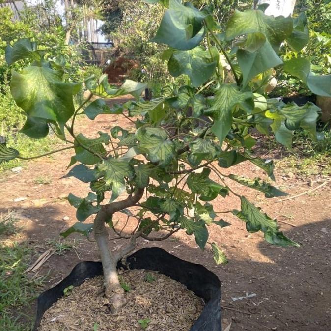 jual tanaman hias waru wayang koleksi / tanaman