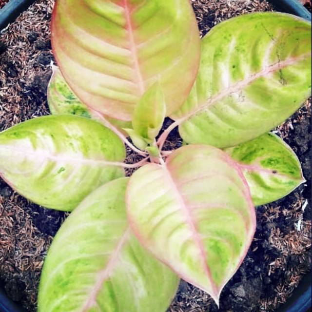 Aglonema golden siam