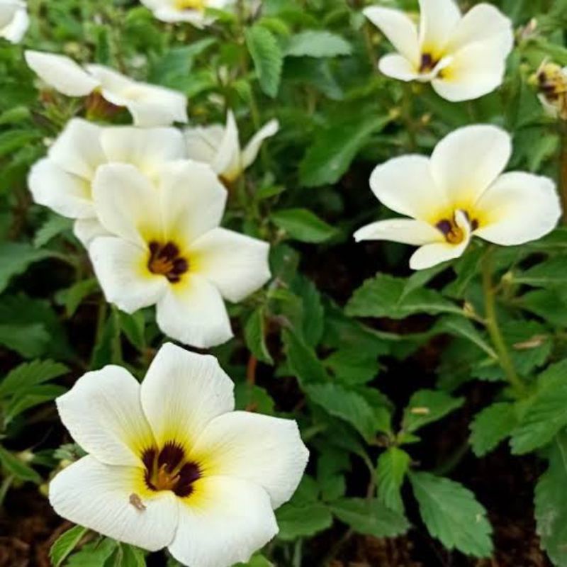 tanaman hias bunga turnera - bunga turnera - bunga pukul 8