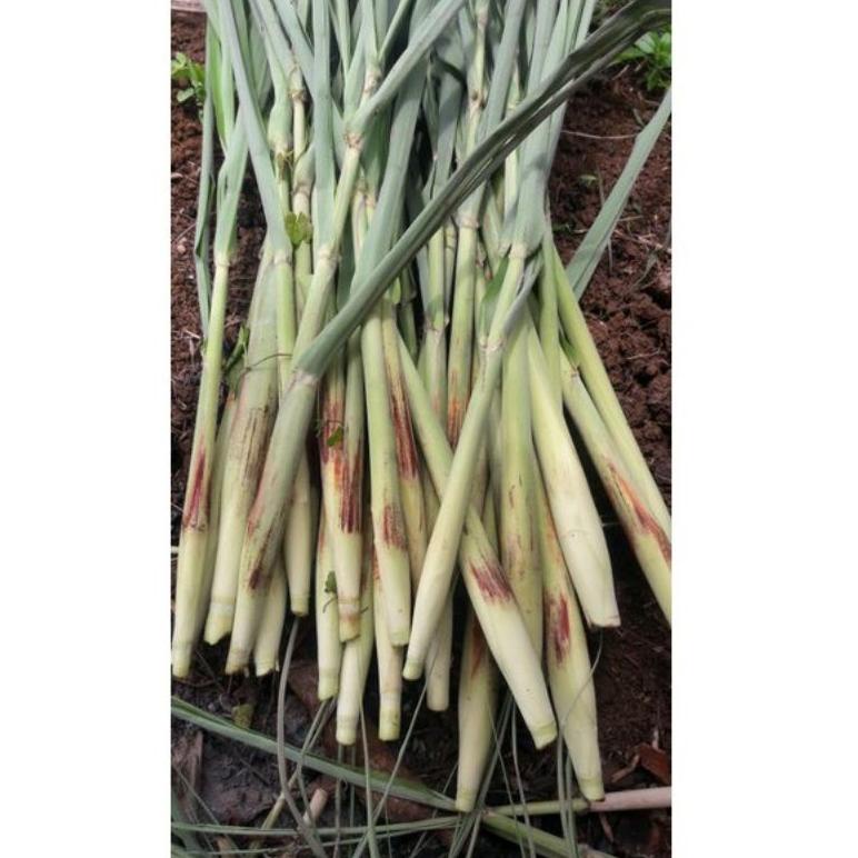 

TERLARIS ㄼ Terubuk turubuk telu tebu telur tebo 500g VQ✯