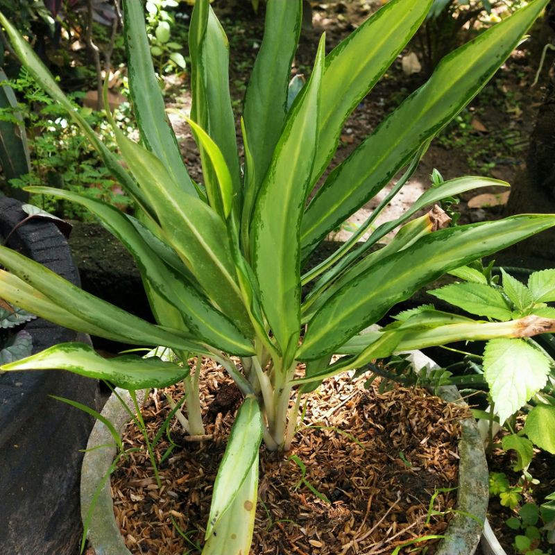 aglonema balance bambu