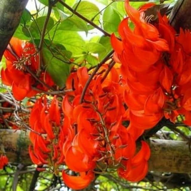 TANAMAN RAMBAT FLAME OF IRIAN MERAH EKSOTIS