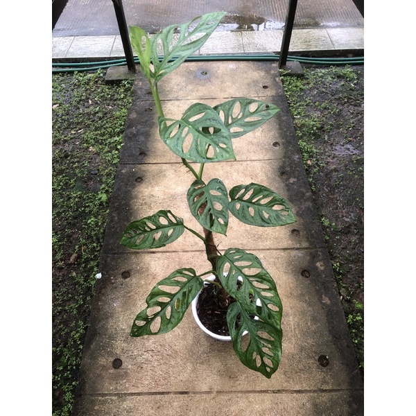 

janda bolong acuminata