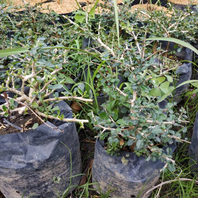 Bahan Bonsai Hokianti Micro Impor Asli