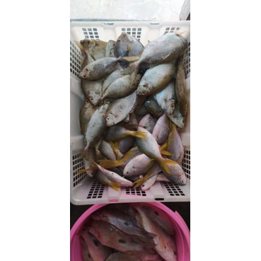 

ikan baronang