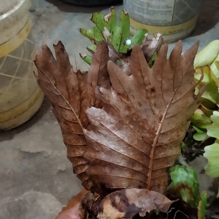 custom Drynaria Quercifolia homa bulu homa coklat dan daun bolong