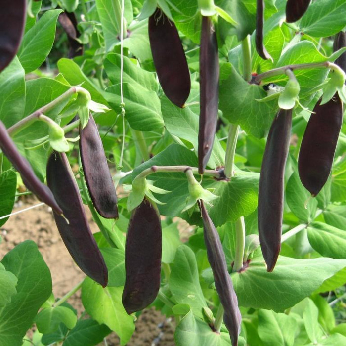 Haira Seed Bibit-Biji Kacang Kapri Deep Purple Snow Pea