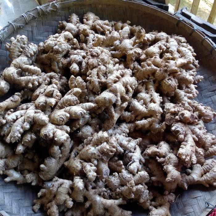 

Jahe Emprit / Jahe Putih Utuh Basah Fresh 1/4 kg (250 g) Kwalitas Bagus Pedas Asli Mantab