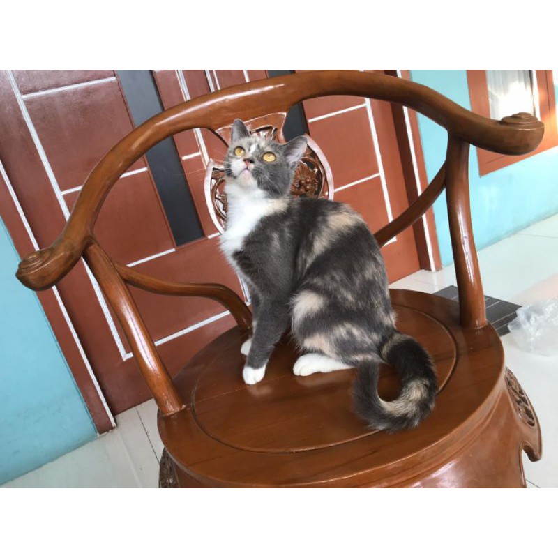 KUCING BSH British Short Hair - Mix/ KUCING