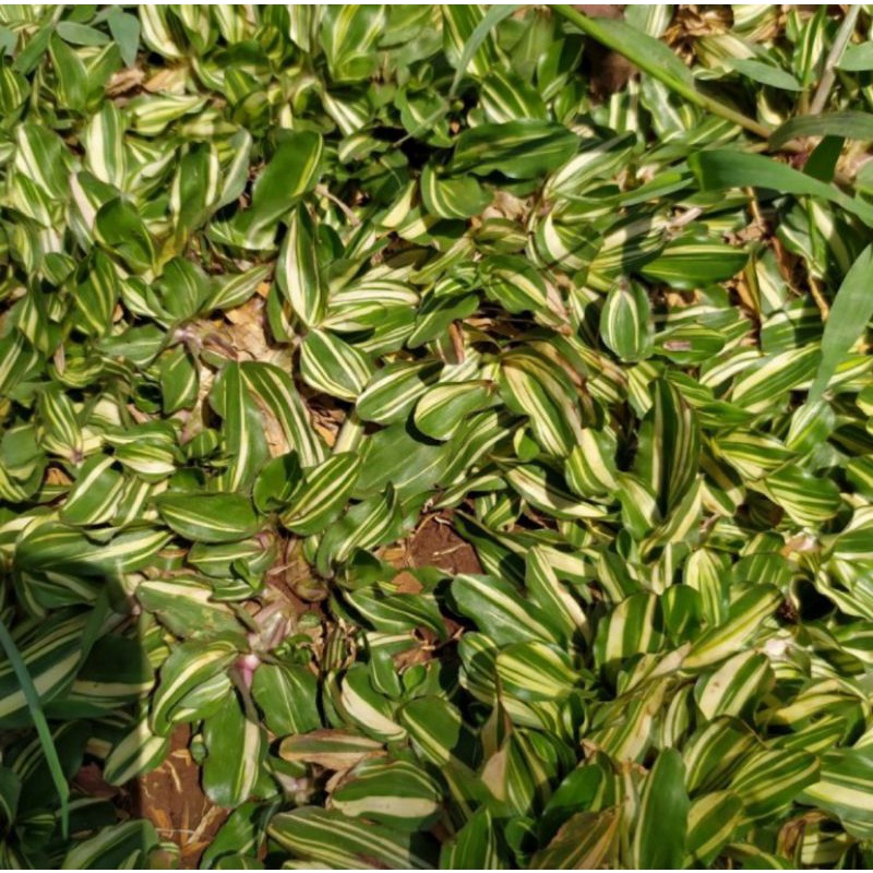 Rumput gajah mini varigata 1x1 meter / Rumput gajah mini variegata / Rumput hidup / Rumput taman / R