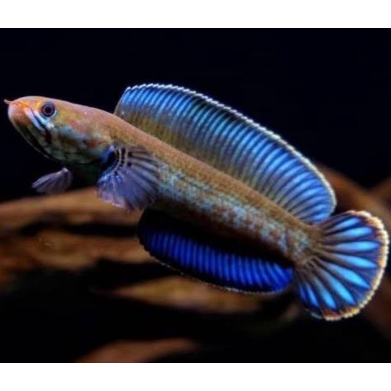 chana andrao 6-7 cm cm sudah flaring jari