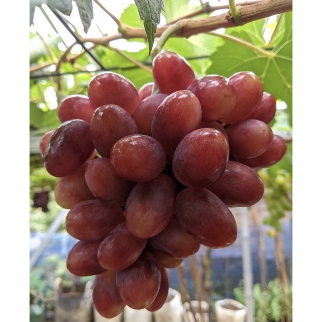 Bibit anggur Taldun