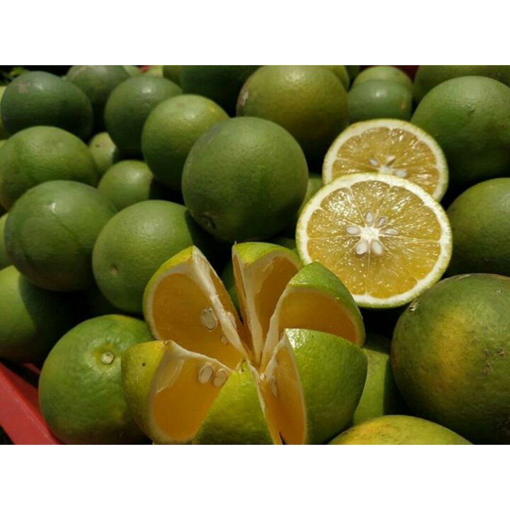 

Jeruk Baby Malang Segar