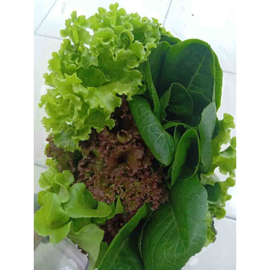

Sayur Hidroponik Organik Selada Mix 250 gram, 2 Pax