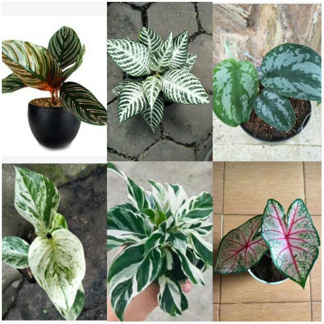 tanaman hias paket  6 tananman calathea  batik cafelandra 