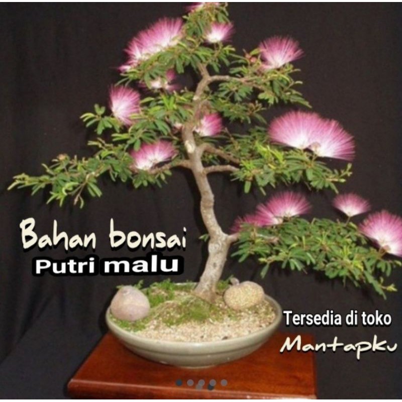 Bahan bonsai putri malu viral/bonggol @omley46