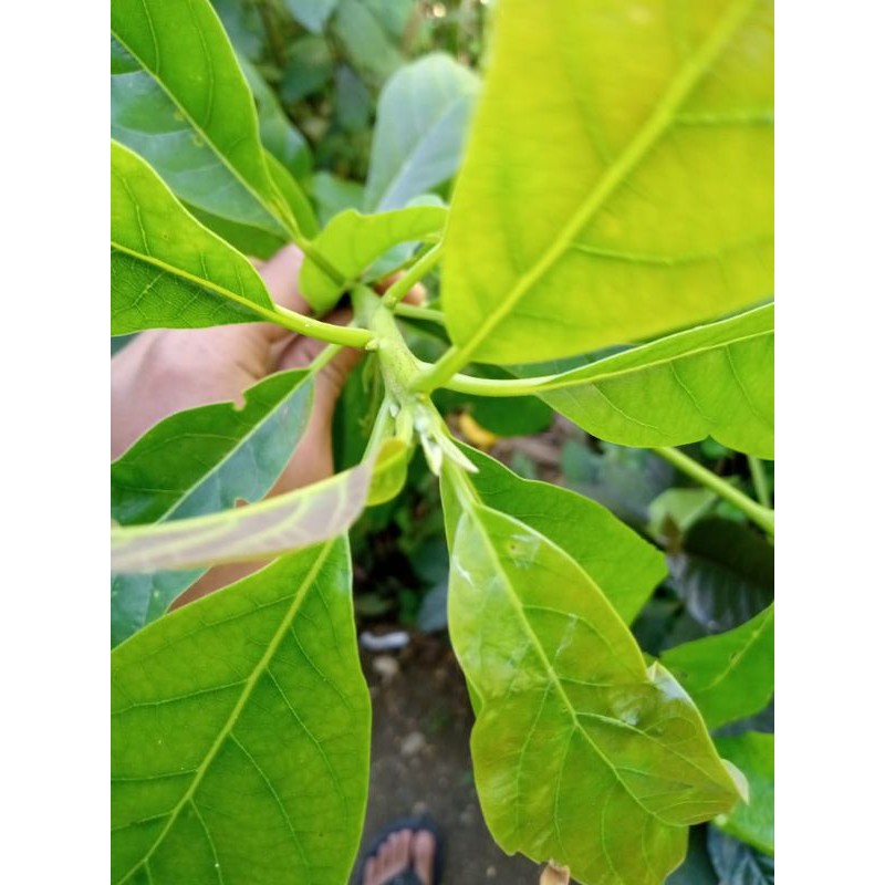 

daun alpukat segar Per 1kg
