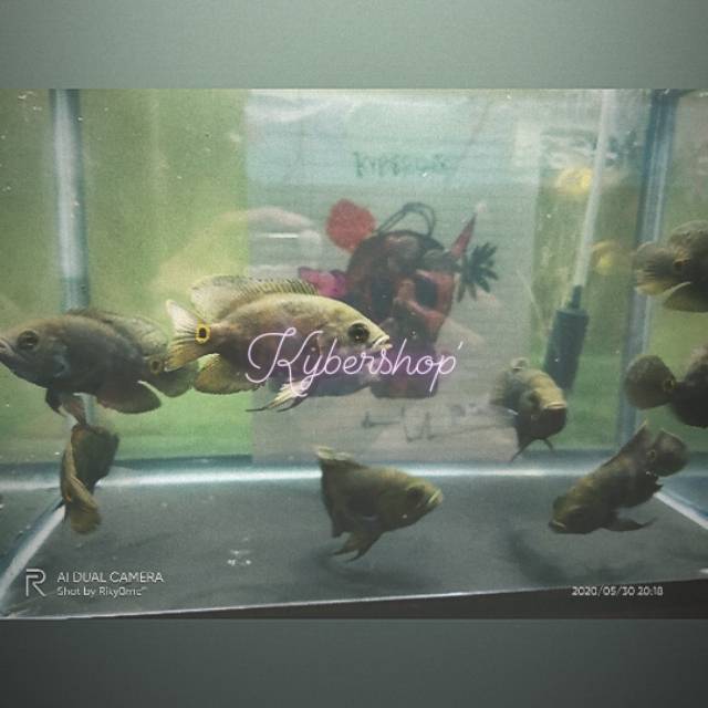 Ikan oscar Batik 2 jari
