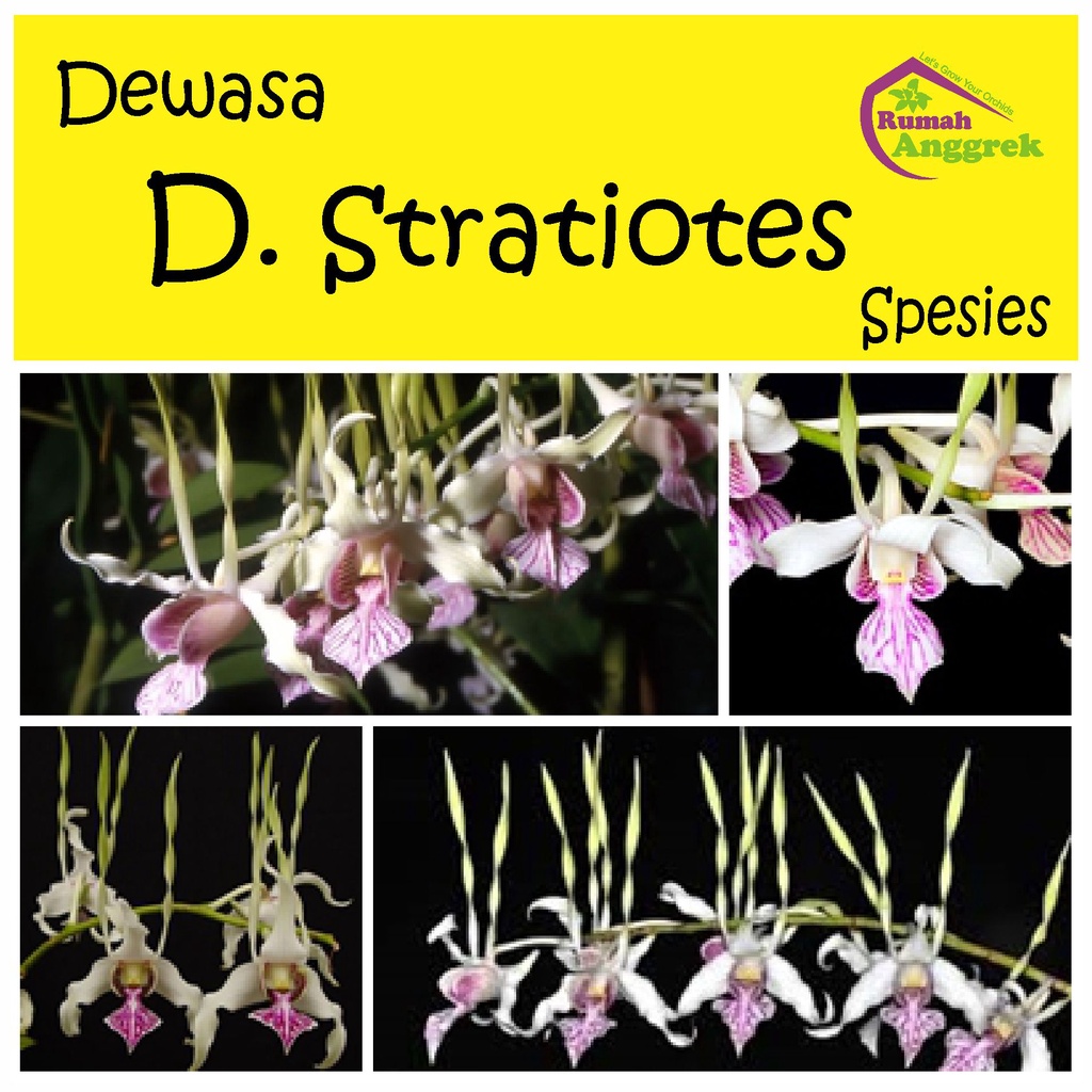 Jual Anggrek Dendrobium Stratiotes Dewasa Spesies Tanduk Kuning Putih