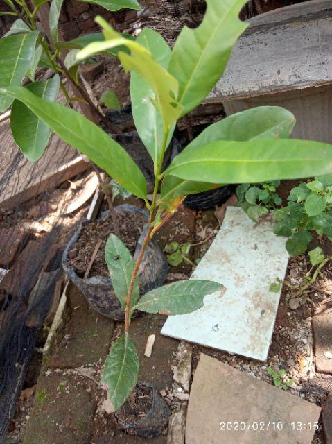 Bibit Tanaman Buah Black Sapotte/ Black Sapote/ Bibit Black Sapote Murah