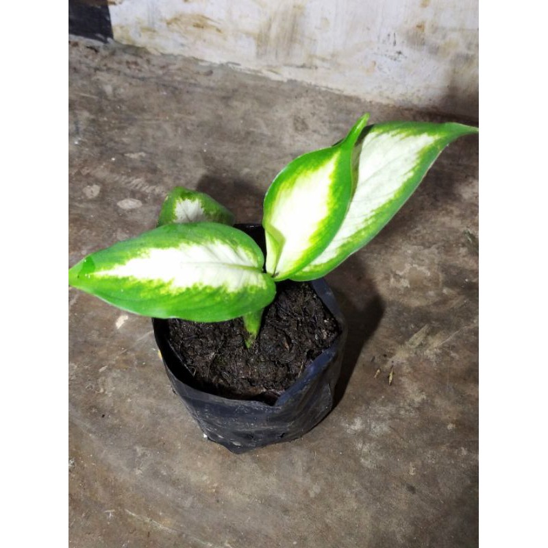 aglonema tisu aglonema diven aglonema putih aglonema white