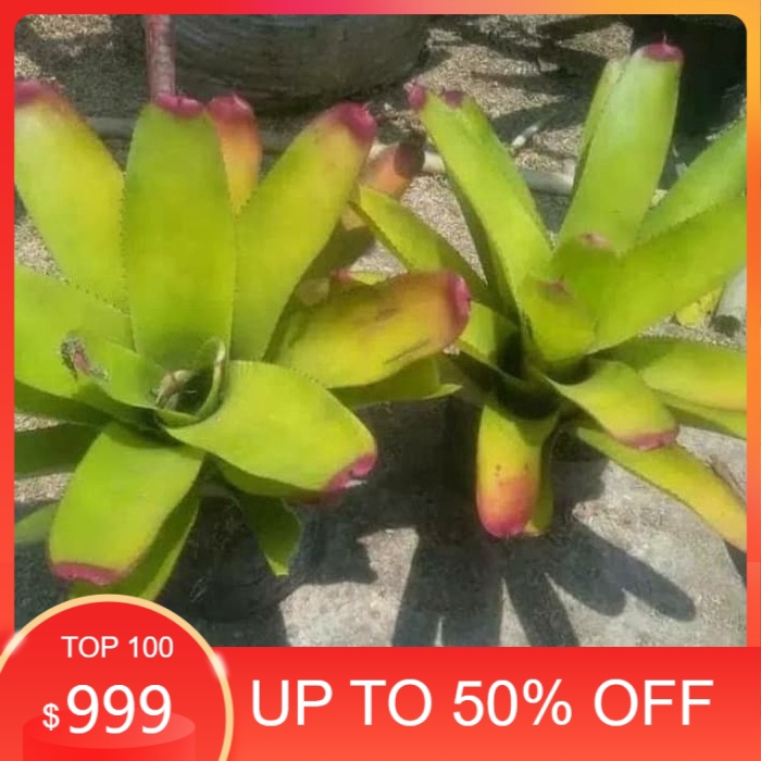 tanaman hias bromelia kitek