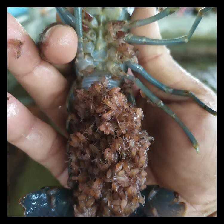 INDUKAN LOBSTER BERTELUR SIZE 5 INCI (5EKOR) KODE 1210