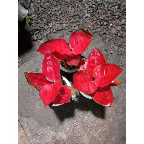 suksom ss (super special)  induk jumbo