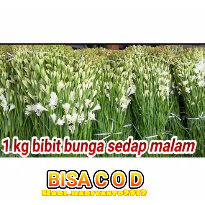 Jual Kg Bibit Bunga Sedap Malam Termurah Se Indonesia Shopee Indonesia