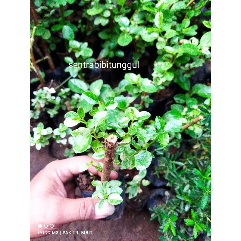 Bonsai sancang varigata