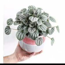 Tanaman hias Peperomia silver - Paperomia caperata BAKUL KEMBANG